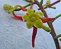 Fleurs de Souroubea guianensis