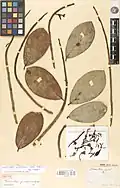 Échantillon type de Souroubea guianensis collecté par Aublet en Guyane