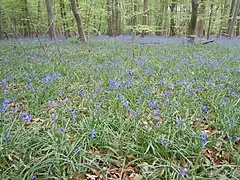 Sous-bois à jacinthes des bois au printemps.