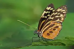 Description de l'image South American butterfly II.jpg.