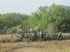 Vue de cactus verts dans un champ.