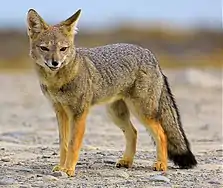 Renard gris d'Argentine (L. griseus).