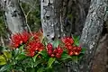 Metrosideros umbellata, Rata, des îles Auckland.