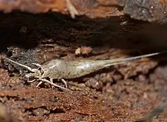 Description de l'image Southern Bristletail (Dilta hibernica) (13538327344).jpg.