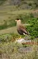 Caracara huppé (Caracara plancus).