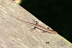 Description de l'image Southern Grass Skink (Pseudemoia entrecasteauxii) 2.jpg.