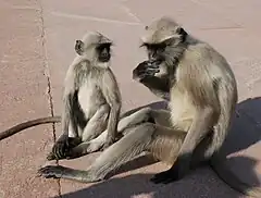 Description de l'image Southern Plains Gray Langurs India 2.jpg.