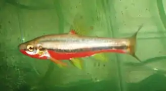 Chrosomus erythrogaster