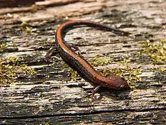 Description de l'image Southern Red-backed Salamander (Plethodon serratus).jpg.