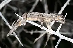 Description de l'image Southern Spiny-tailed Gecko (Strophurus intermedius) (9388207145).jpg.