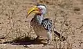 Calao leucomèle, au sol (Parc transfrontalier de Kgalagadi, Afrique du Sud)