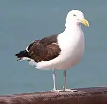 Goéland dominicain  (Larus dominicanus)