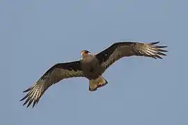 Caracara huppé en vol dans le Pantanal. Septembre 2015.