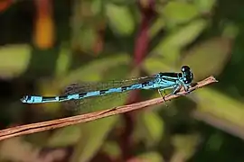 Agrion de Mercure.