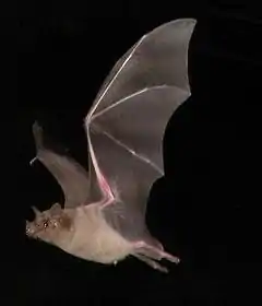 Description de l'image Southern long-nosed bat.jpg.