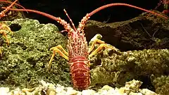 Description de l'image Southern rock lobster, Jasus edwardsii.JPG.