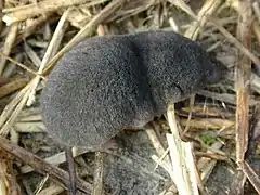 Description de l'image Southern short-tailed shrew.jpg.