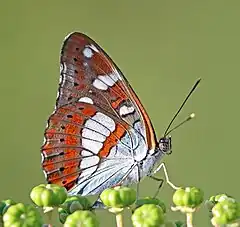 Description de cette image, également commentée ci-après