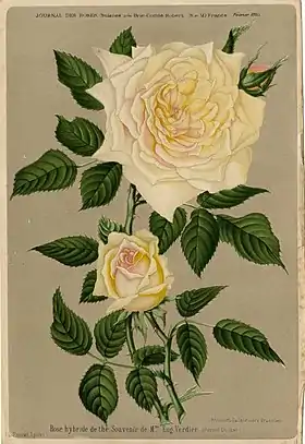Image illustrative de l’article Souvenir de Madame Eugène Verdier
