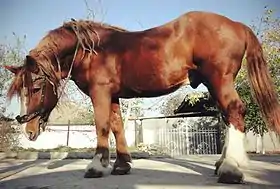 Trait soviétique au zoo de Sébastopol, en Russie