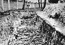 Photo noir et blanc prise à Deblin (Pologne), dans un camp allemand de prisonniers soviétiques. Le long du mur du camp, s’étendant de gauche à droite en haut de la photo, une tranchée expose des ossements humains.