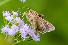 Description de l'image Soybean looper moth (37407575182) (cropped).jpg.