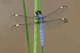 Libellula cyanea