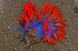 Flabellina iodinea, un nudibranche éolidien.