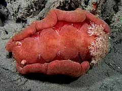 Hexabranchus sanguineus, un Hexabranchidae.