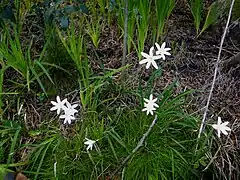 Sparaxis grandiflora.