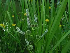 Photo couleur de hautes herbes.