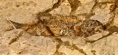 Fossile de « Sparnodus elongatus » dont les spécimens sont rattachés aujourd'hui, soit à Sparnodus vulgaris, soit à Ellaserrata monksi (Monte Bolca).
