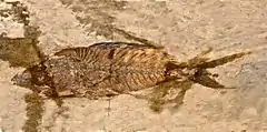 Fossile de « Sparnodus macrophthalmus », attribué aujourd'hui à Sparnodus vulgaris (Monte Bolca).