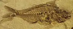 Fossile de « Sparnodus micracanthus », attribué aujourd'hui à Sparnodus vulgaris (Monte Bolca).