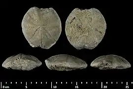 Fossile de Spatangus corsicus (MNHN)