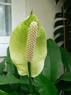 Inflorescence de Spathiphyllum floribundum