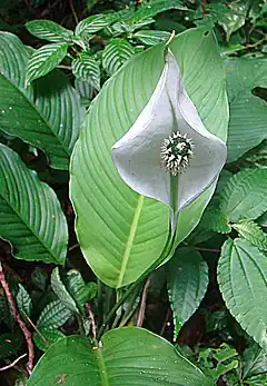 Description de l'image Spathiphyllum wendlandii (9161056741).jpg.