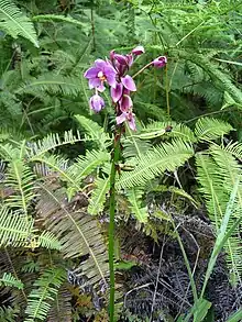 Spathoglottis plicata dans une trouée forestière en Malaisie péninsulaire.