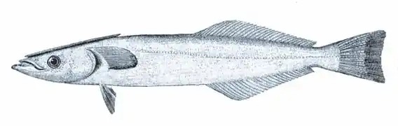 Description de l'image Spearfish_remora.jpg.