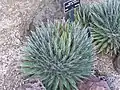 Rosette de feuilles (jardin botanique de la Bibliothèque Huntington, en Californie).