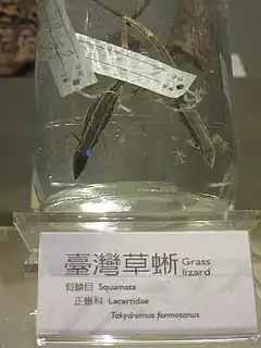 Description de l'image Specimens of Takydromus formosanus in National Museum of Natural Science in Taiwan.JPG.