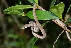 Description de l'image Speckle-headed Vine Snake (Ahaetulla fasciolata) (8741964890).jpg.