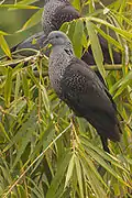 Columba hodgsonii