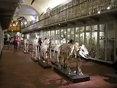 Salle des squelettes.