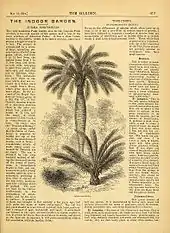 Gravure d'un palmier dans un article de presse au papier jauni.