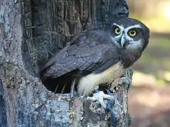 Sur un trou d'arbre, sans doute son nid. (Carolina Raptor Center à Charlotte (Caroline du Nord) aux États-Unis)