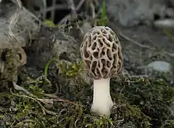 Une morille (Morchella vulgaris), un Ascomycète