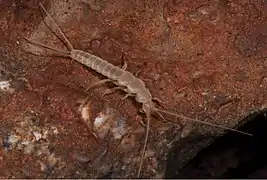 Speleonycta ozarkensis (Nicoletiidae)