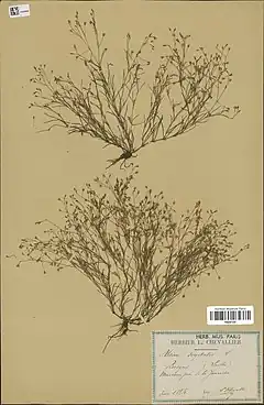 Description de l'image Spergularia segetalis herbarium (01).jpg.