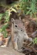 Écureuil terrestre doré, trouve sa nourriture dans les cônes des pins de la région.
